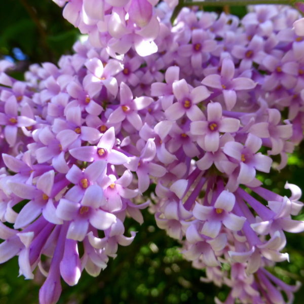 Сирень Венгерская / Syringa Josikaea высота 120-150 см