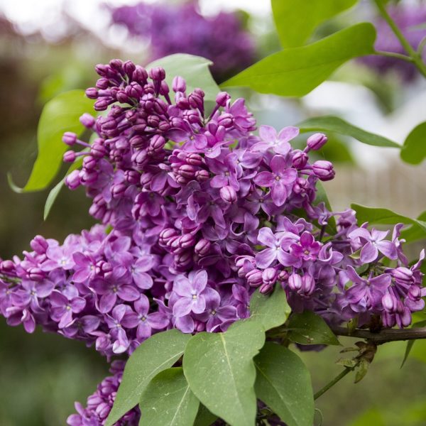 Сирень обыкновенная/Syringa vulgaris